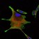 BMPR2 Primary Antibody MP30184 [M3F6]