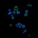 CD1A Primary Antibody MP30187 [M7A7]