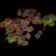 EIF4E Primary Antibody MP30189 [M5D11]