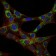 EEF2 Primary Antibody MP30190 [M5B6]