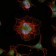 LHX2 Primary Antibody MP30191 [M6G2]