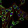 HSP60 Primary Antibody MP30193 [M3G8]