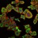 RBP4 Primary Antibody MP30196 [M4C2]