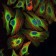 BID Primary Antibody MP30198 [M3C5]