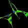 GRK2 Primary Antibody MP30199 [M3F8]