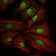 CREB1 Primary Antibody MP30200 [M5G3]