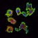 CDK5 Primary Antibody MP30210 [M4E4]