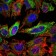 ABCG2 Primary Antibody MP30216 [M3G8]
