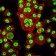 OTX2 Primary Antibody MP30217 [M1H12C4B5]