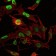 OTX2 Primary Antibody MP30218 [M1H12G8B2]