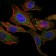 ABCG2 Primary Antibody MP30219 [M1H2]