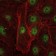 c-Rel Primary Antibody MP30223 [M1E7]