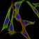 FGG Primary Antibody MP30267 [M5A6]