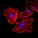CK5 Primary Antibody MP30349 [M2C2]