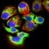 SLC2A4 Primary Antibody MP30445A [M3G10A3]