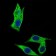 C17ORF53 Primary Antibody MP30461P  [M7A3A9]