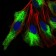 ZEB1 Primary Antibody MP30547 [M2A8A6]