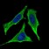CD93 Primary Antibody MP30570 [M1A10E10]
