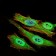 PON1 Primary Antibody MP30572 [M4G8D3]