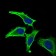 MEF2A Primary Antibody MP30591 [M6B6F8]