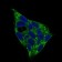 PRKAG1 Primary Antibody MP30598 [M7H3E9]