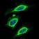 B2M Primary Antibody MP30600 [M4G5A1]