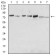 SDC1 Primary Antibody MP30602 [M1A3H4]