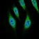 CD68 Primary Antibody MP30621 [M3F7D3]