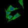 PDK2 Primary Antibody MP30655 [M3F2C4]