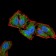 CD6 Primary Antibody MP30746 [M5A10A2]