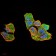ERCC1 Primary Antibody MP30782 [M1E5B3]
