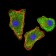TTR Primary Antibody MP30784 [M2E10C5]