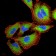 IRAK3 Primary Antibody MP30786 [M5C3D6]