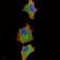 IRAK3 Primary Antibody MP30787 [M6G9G2]