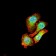 AIM2 Primary Antibody MP30795 [M3C4G11]