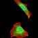 AIM2 Primary Antibody MP30795 [M3C4G11]