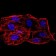 SIRT6 Primary Antibody MP30856 [M2G1H1]
