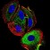 ATF3 Primary Antibody MP30864 [M7F1B10]