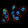 PRDM1 Primary Antibody MP30873 [M7C11H1]