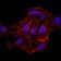HIST2H4A(20Me) Primary Antibody MP30886 [M3E7D9]