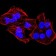 KDM4A Primary Antibody MP30903 [M6E10G4]