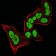 CBX5 Primary Antibody MP30936 [M2H4E9]