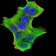 GFPT1 Primary Antibody MP30954 [M1F1B9]