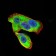 UCP2 Primary Antibody MP30959 [M3F1B9]