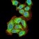 AKT1 Primary Antibody MP30996 [M1F7E10]