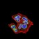 LMNB2 Primary Antibody MP31003 [M2E2F4]