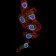 LMNB2 Primary Antibody MP31003 [M2E2F4]