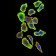 TRAF2 Primary Antibody MP31005 [M5C2C3]