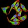 PYCARD Primary Antibody MP31008 [M1C3D3]