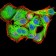 PYCARD Primary Antibody MP31009 [M1C3D7]